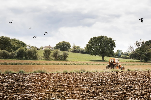 Um campo arado e um trator em movimento Pássaros no ar