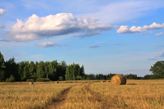 Um campo chanfrado de grama seca e céu com nuvens