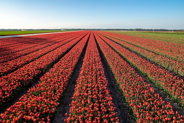 Um campo colorido de tulipas holandesas vermelhas.