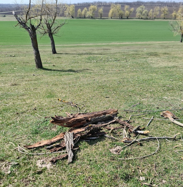 Um campo com algumas árvores e um campo com algumas árvores ao fundo.