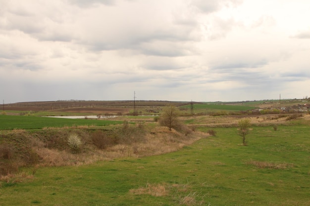 um campo com algumas árvores e um poste de energia no fundo