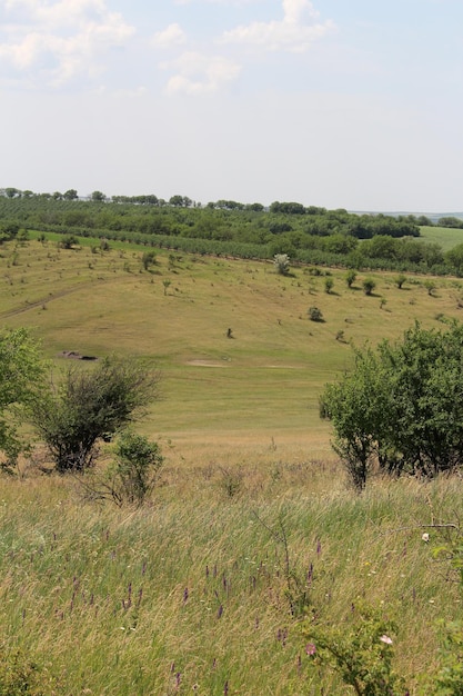 Um campo com árvores e arbustos