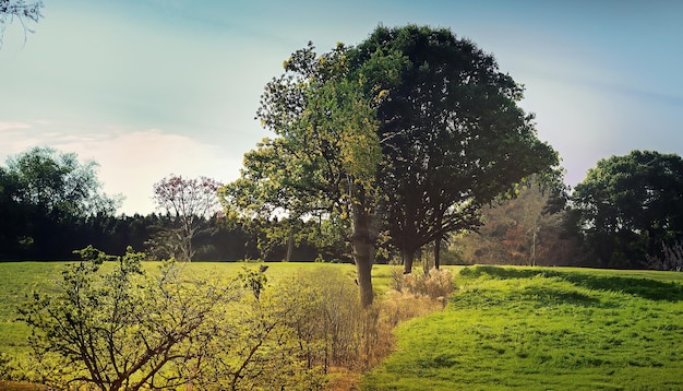 Um campo com árvores e um céu azul