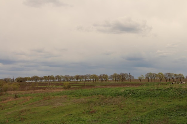 Um campo com árvores e um céu nublado