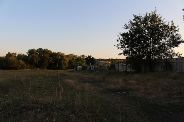 Um campo com árvores e uma cerca