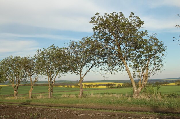 um campo com árvores que têm as palavras primavera nele