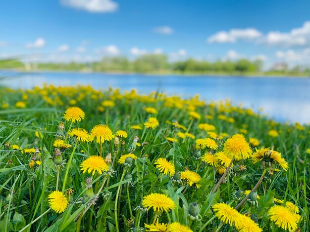 Um campo com flores amarelas na margem do rio Natureza de verão