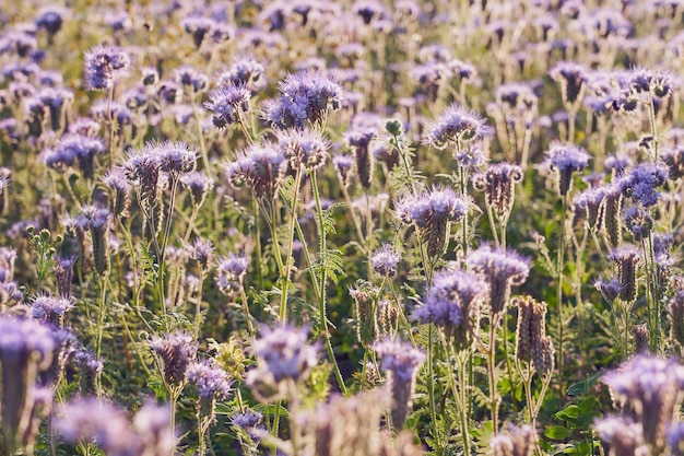 Um campo com flores roxas como pano de fundo natural