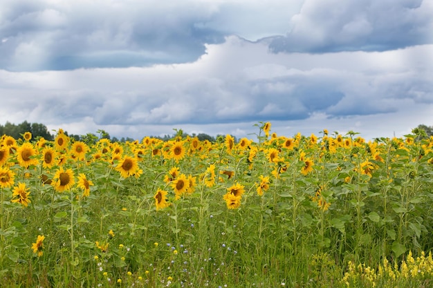 Um campo com girassóis amarelos florescendo e um lindo céu azul com nuvens