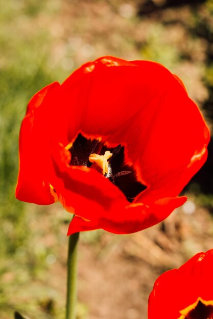 Foto um campo com lindas tulipas vermelhas florescendo na primavera