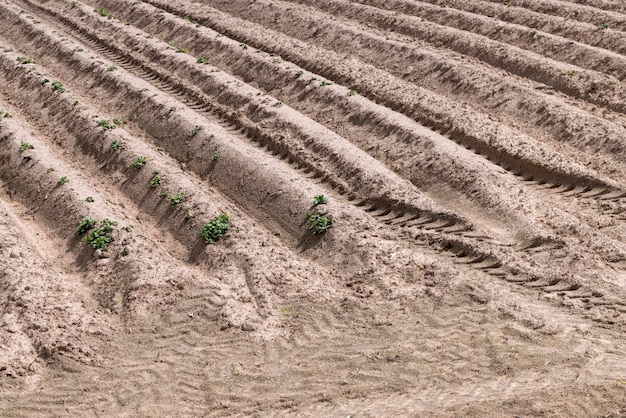 Um campo com sulcos onde crescem batatas