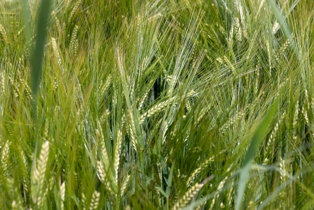 Um campo com trigo de cereal verde verde