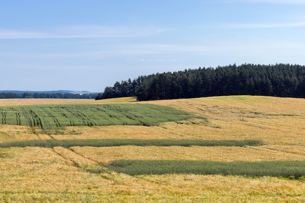 Um campo com trigo verde na temporada de verão