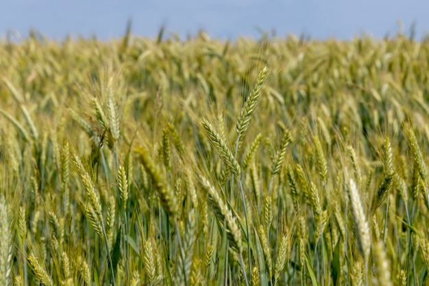 Um campo com trigo verde na temporada de verão