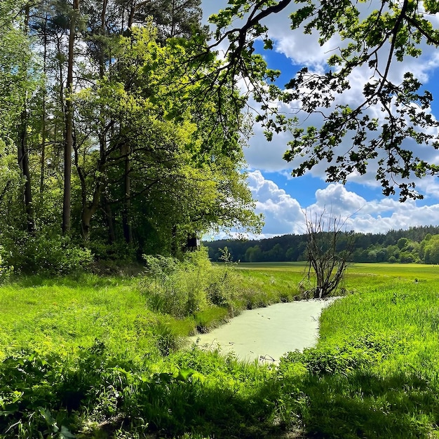 Um campo com um campo verde e árvores e um céu azul com nuvens