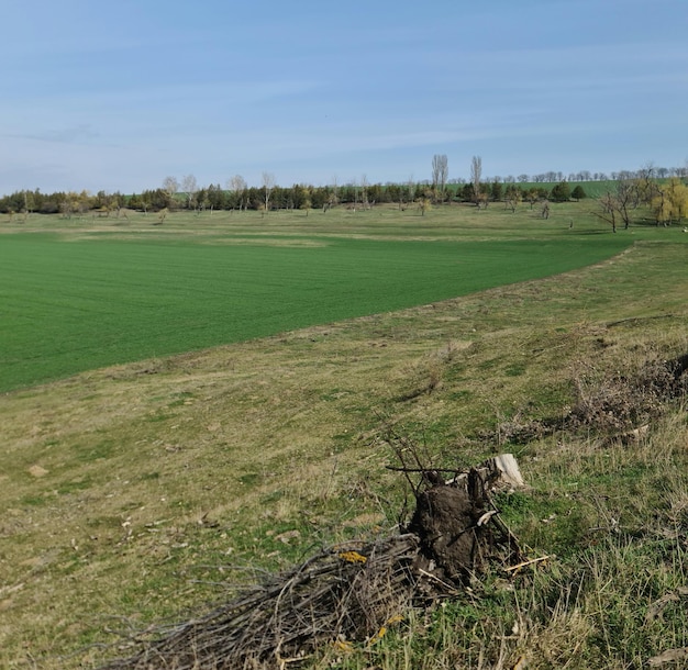 Um campo com um campo verde e uma placa que diz 'a palavra " nele