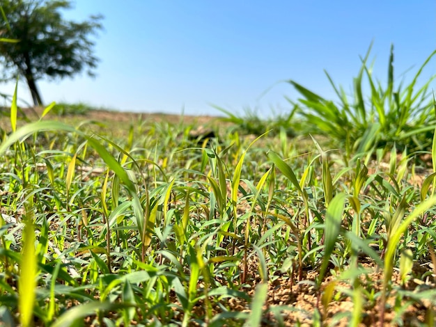 um campo com um cão e uma árvore no fundo