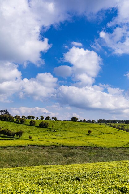 Foto um campo com um céu azul e nuvens com árvores no fundo