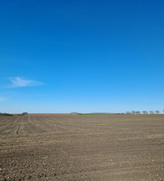 Um campo com um céu azul e uma árvore à distância