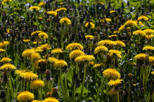 Foto um campo com um grande número de dentes-de-leão no verão