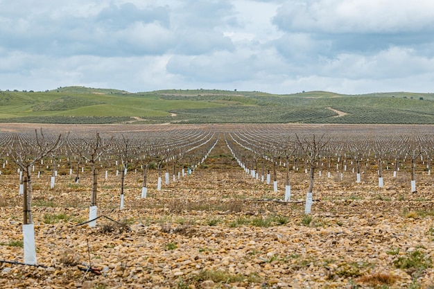 Foto um campo com um monte de árvores que foram plantadas com o nome nele