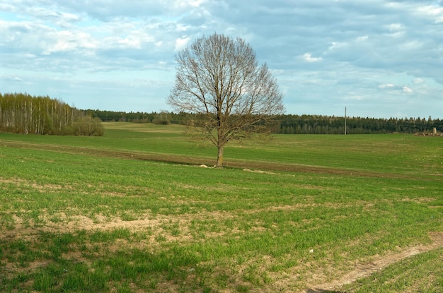 Foto um campo com uma árvore em primeiro plano