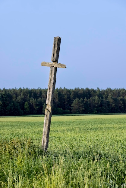 Um campo com uma colheita de grãos e uma cruz religiosa de madeira