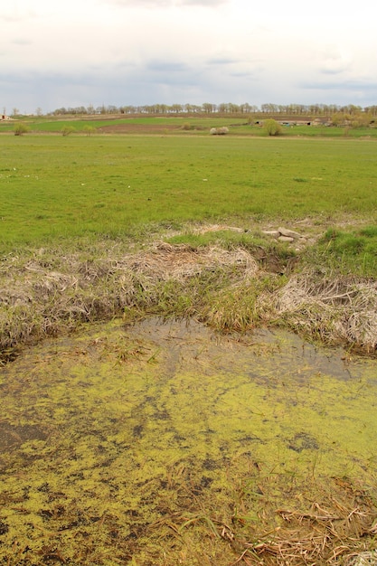 um campo com uma grama amarela e verde que tem uma mancha amarela nele