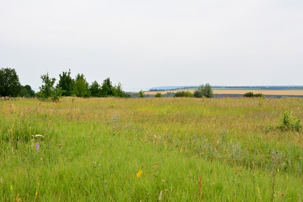 Foto um campo com uma vista da pradaria e árvores ao fundo