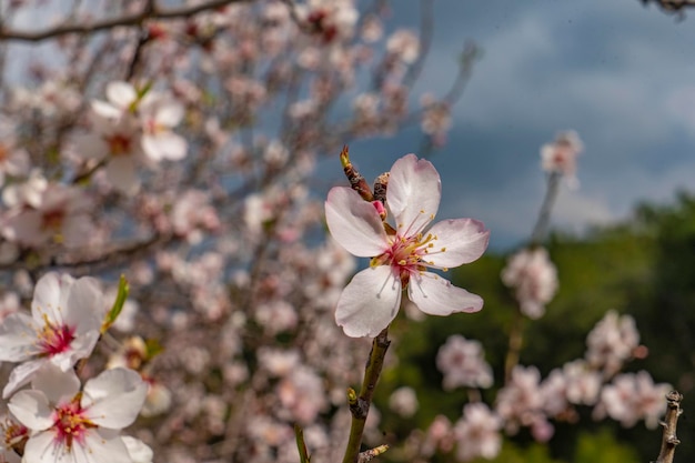 Um campo de amêndoas em flor. Amendoeira