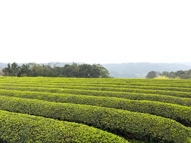 Um campo de arbustos verdes com uma montanha ao fundo