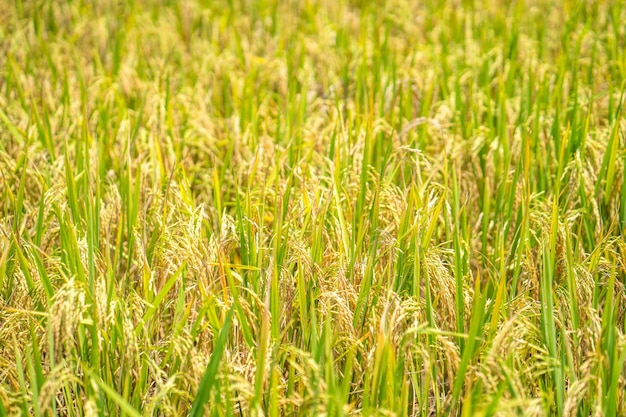 Um campo de arroz com a palavra arroz no fundo