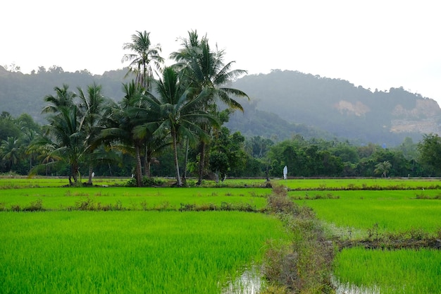 Um campo de arroz com montanhas ao fundo