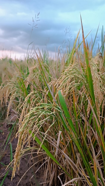 Um campo de arroz com o céu ao fundo