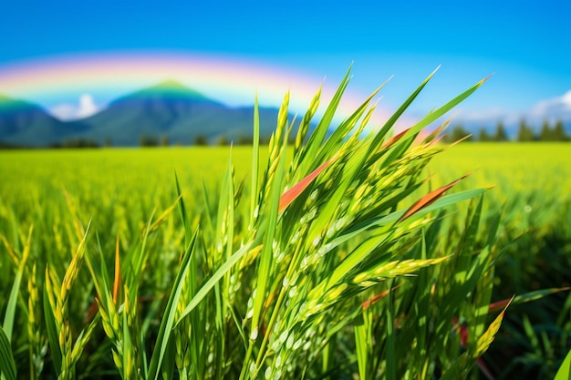 Um campo de arroz com reflexos de nuvens na água