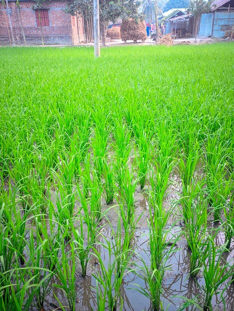Foto um campo de arroz com um sinal que diz arroz