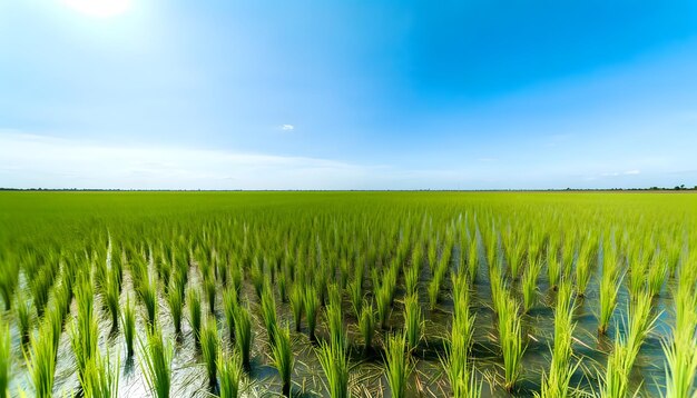 um campo de arroz verde com um céu ao fundo