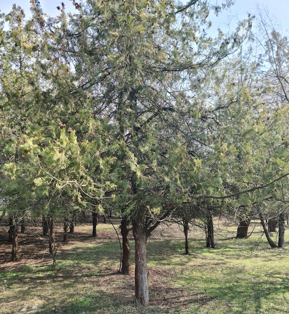 Um campo de árvores com algumas folhas verdes