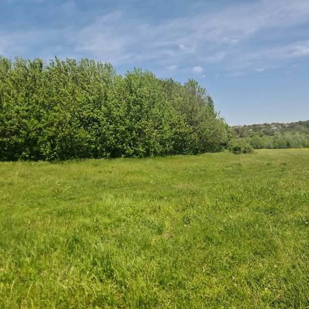 Um campo de árvores com um céu azul ao fundo