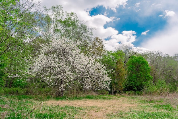 Um campo de árvores com uma árvore em primeiro plano e um céu azul com nuvens.