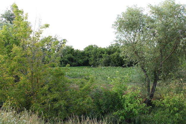 Um campo de árvores e arbustos