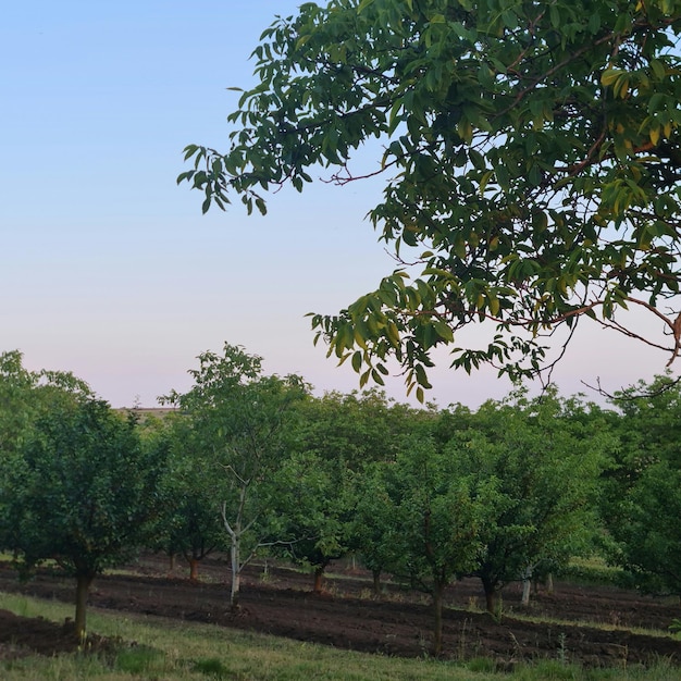 Um campo de árvores marrons com folhas verdes e um galho de árvore com a palavra cereja