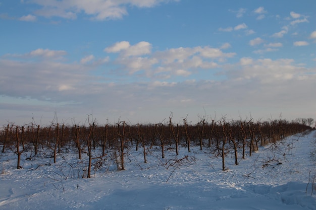 Foto um campo de árvores na neve