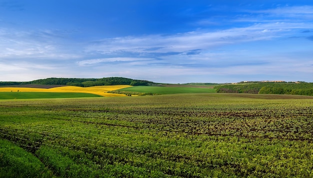 Um campo de brotos de soja em primeiro plano uma vista panorâmica de campos verdes e de colza e o céu azul acima