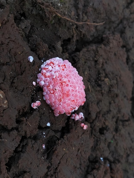 Um campo de caracol de ovos rosa