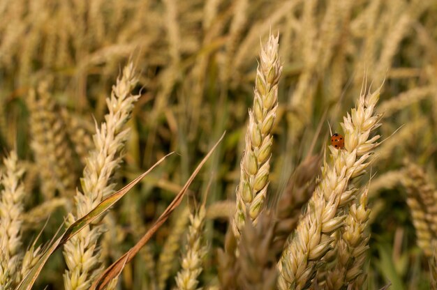 Um campo de cereais com um close-up de trigo amarelo com bordas desfocadas e uma joaninha sentada em vermelho