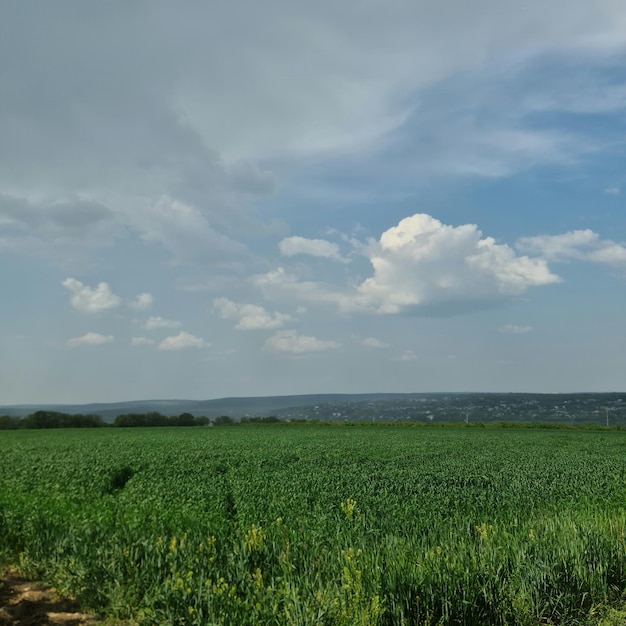 Um campo de colheitas verdes com um céu azul e algumas nuvens
