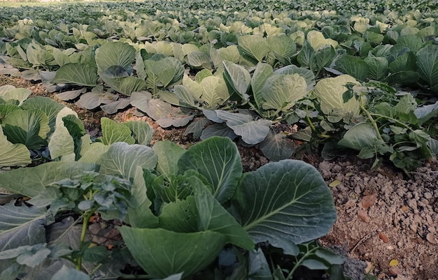 Um campo de couves com uma grande folha verde no centro.