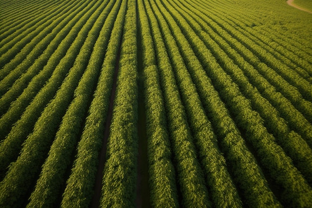 Um campo de cultivo com fileiras de fileiras de árvores em primeiro plano.