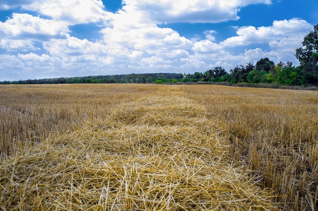 Um campo de culturas após a colheita no sol de verão